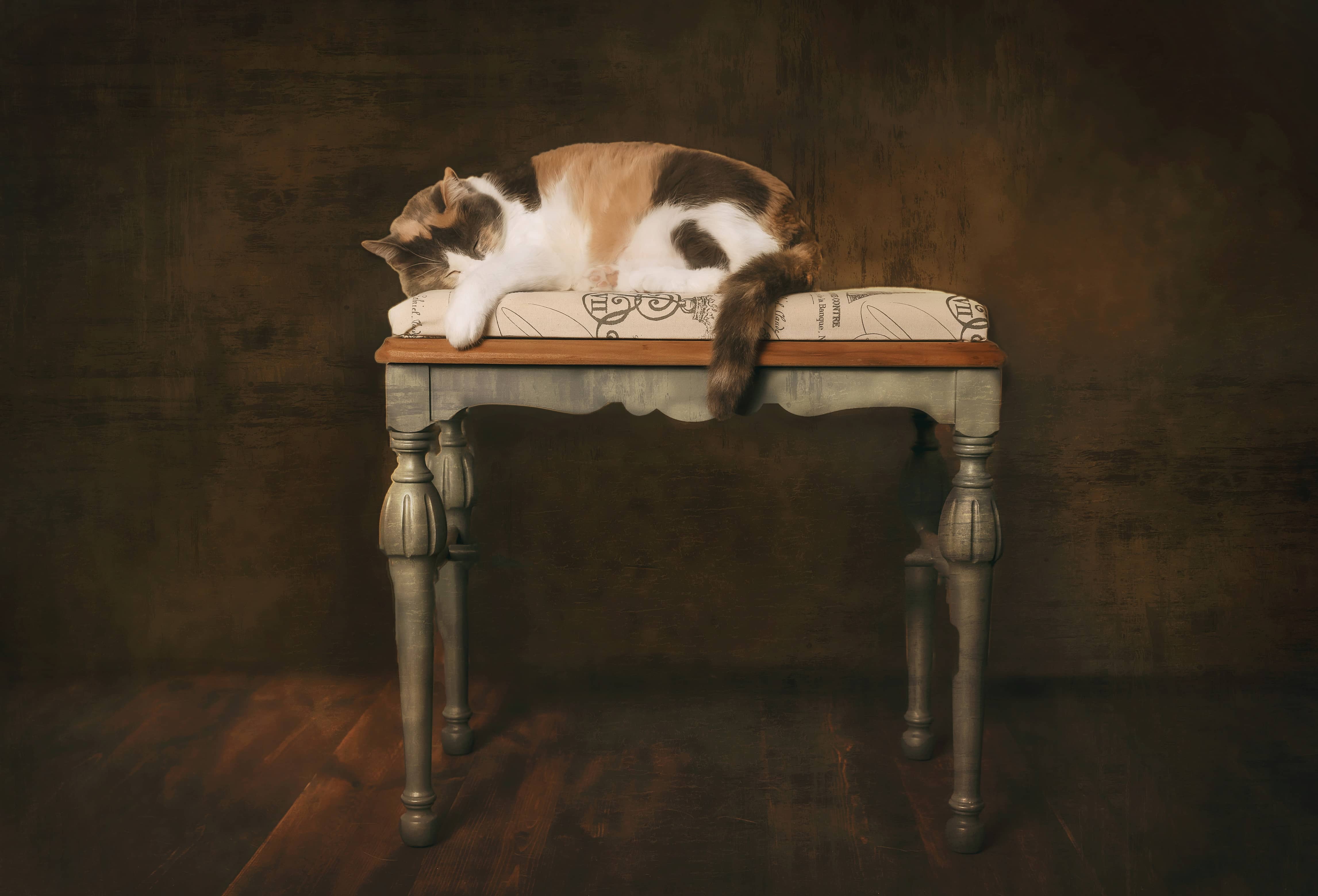 Cat sleeps on a table