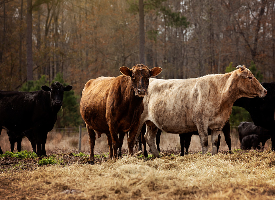 Cows stand in field