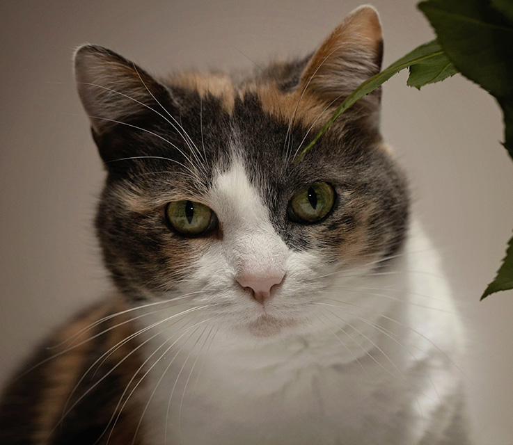 Cat sits next to a plant