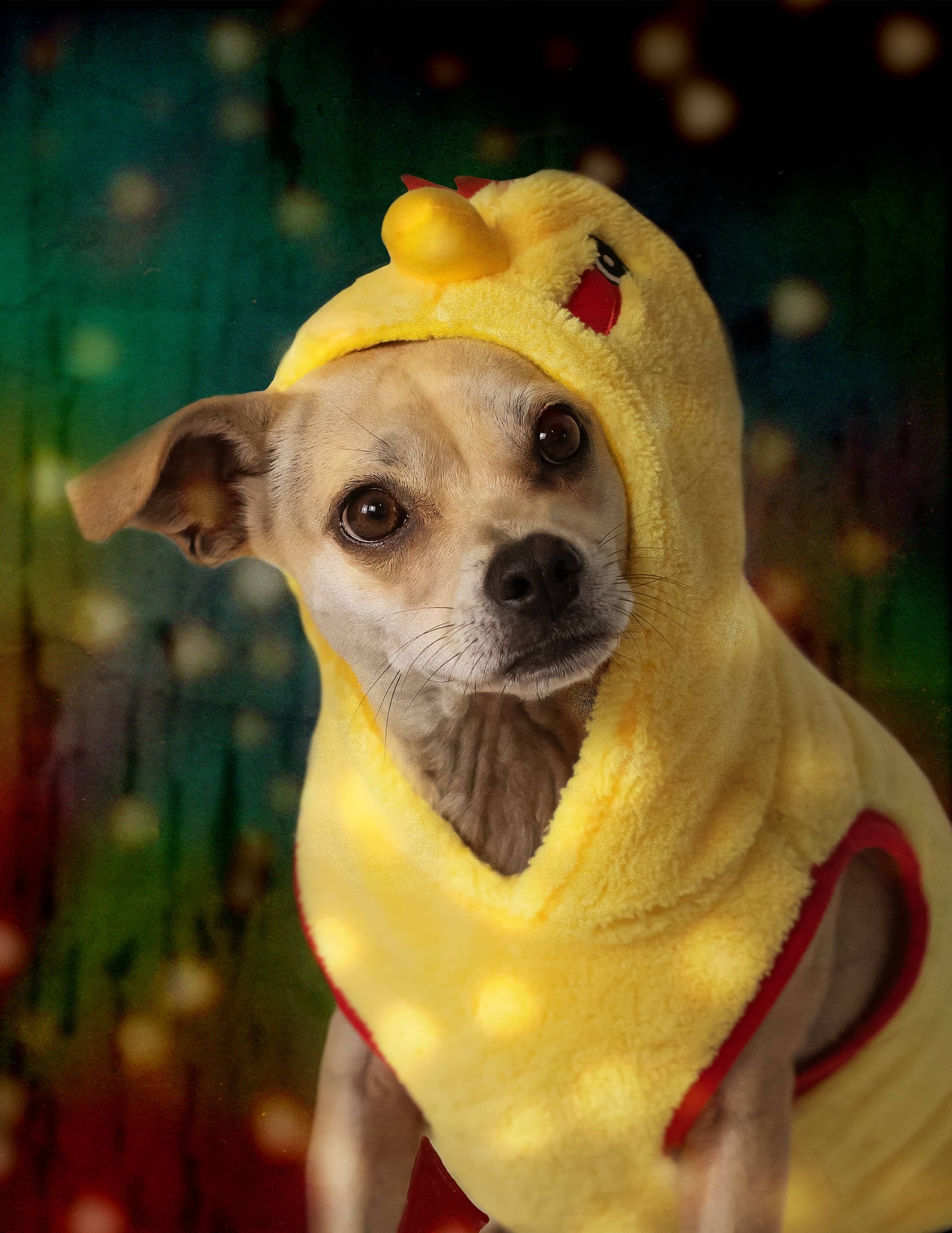 Dog in a chicken costume