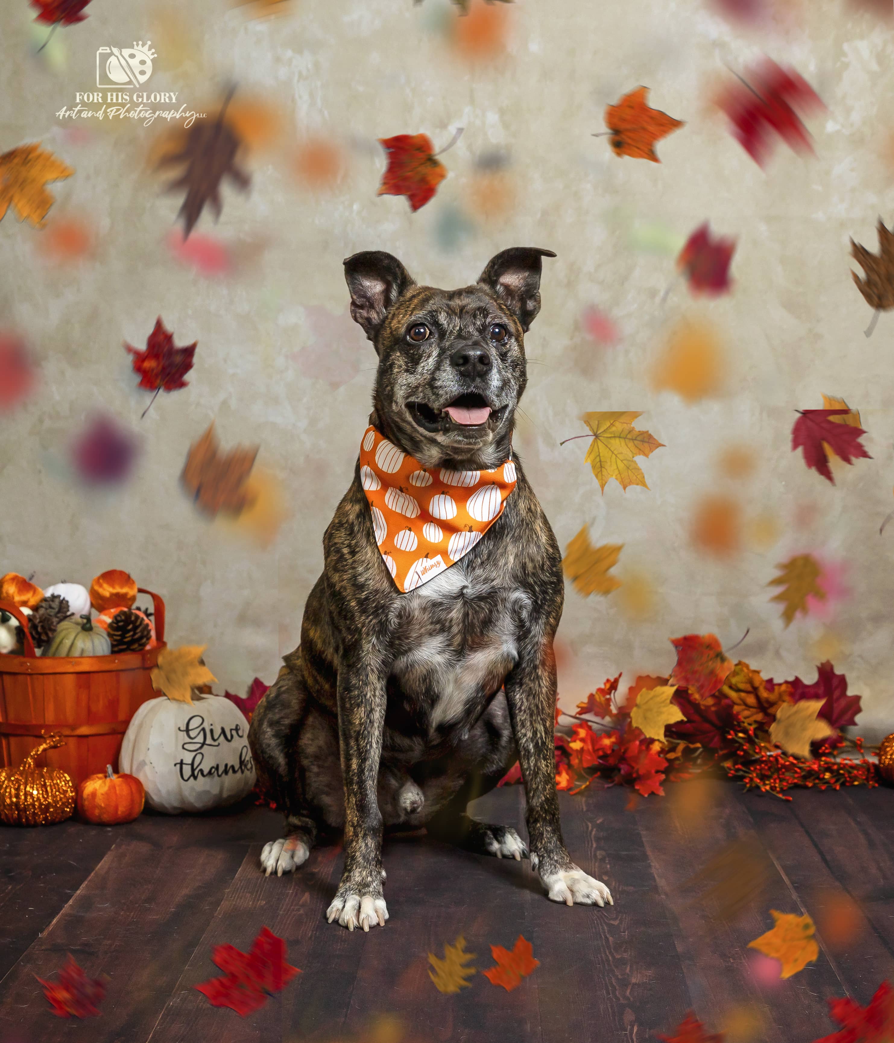 Dog sits amongst leaves falling